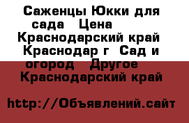 Саженцы Юкки для сада › Цена ­ 100 - Краснодарский край, Краснодар г. Сад и огород » Другое   . Краснодарский край